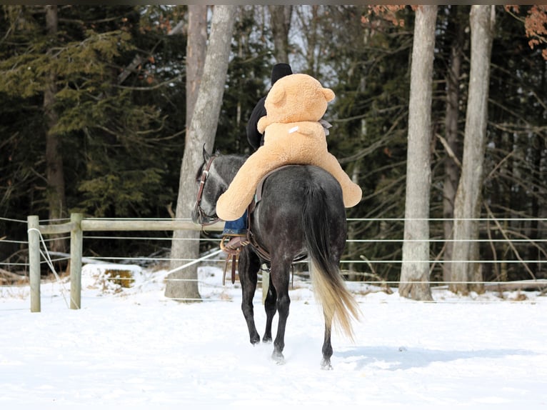 American Quarter Horse Giumenta 5 Anni 157 cm Grigio in Clarion, PA