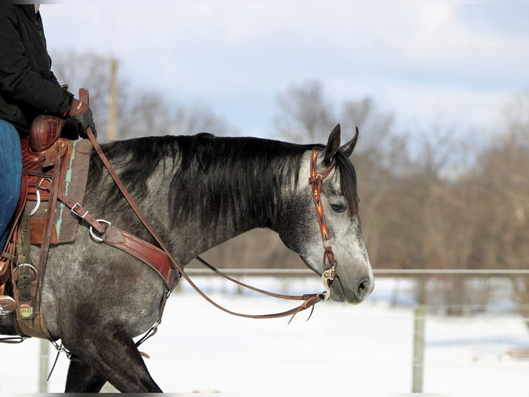 American Quarter Horse Giumenta 5 Anni 157 cm Grigio in Clarion, PA