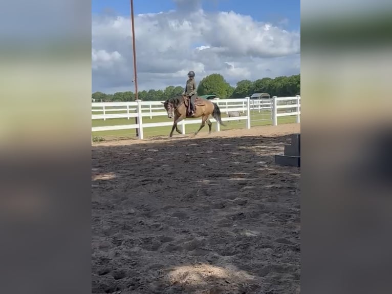 American Quarter Horse Mix Giumenta 5 Anni 157 cm Pelle di daino in Battenberg (Eder)