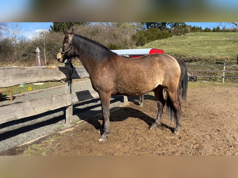 American Quarter Horse Mix Giumenta 5 Anni 157 cm Pelle di daino in Battenberg (Eder)