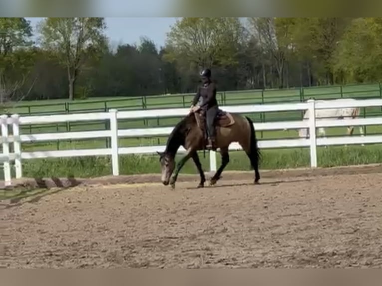 American Quarter Horse Mix Giumenta 5 Anni 157 cm Pelle di daino in Battenberg (Eder)