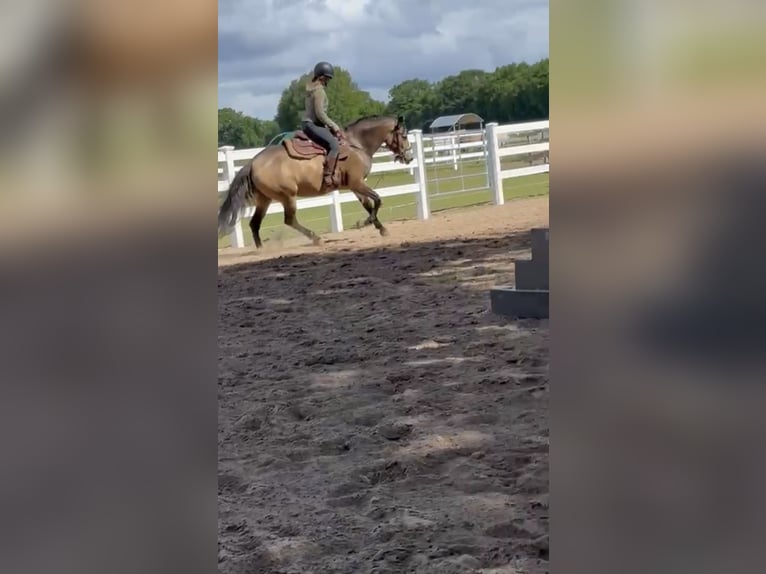 American Quarter Horse Mix Giumenta 5 Anni 157 cm Pelle di daino in Battenberg (Eder)