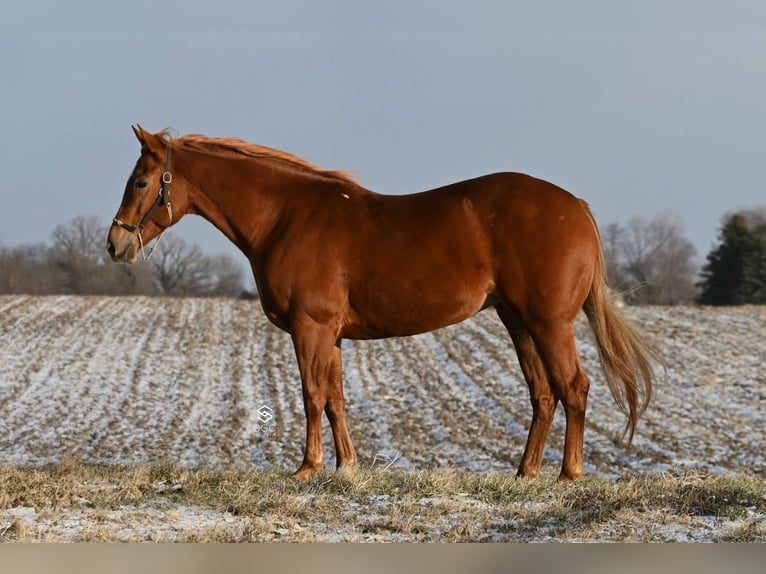 American Quarter Horse Giumenta 5 Anni 157 cm Sauro ciliegia in Cannon Falls