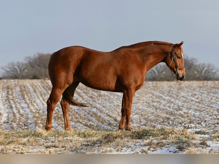 American Quarter Horse Giumenta 5 Anni 157 cm Sauro ciliegia in Cannon Falls