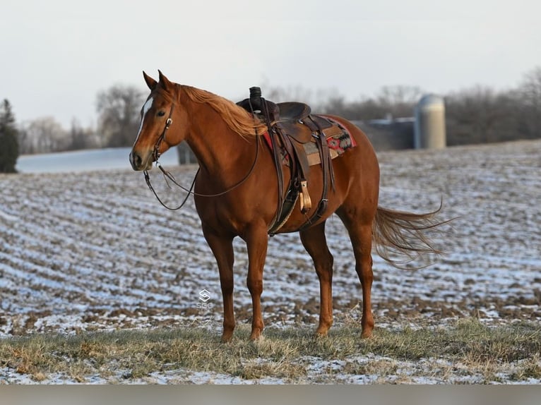 American Quarter Horse Giumenta 5 Anni 157 cm Sauro ciliegia in Cannon Falls