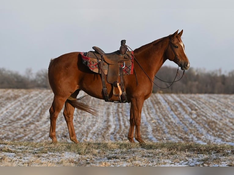 American Quarter Horse Giumenta 5 Anni 157 cm Sauro ciliegia in Cannon Falls