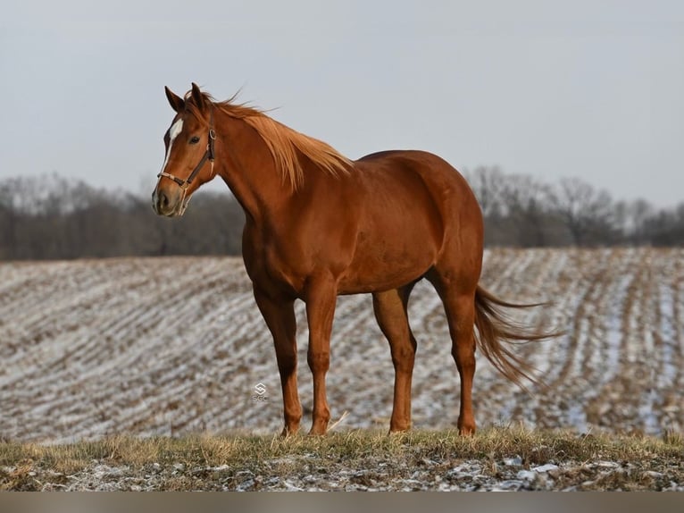 American Quarter Horse Giumenta 5 Anni 157 cm Sauro ciliegia in Cannon Falls