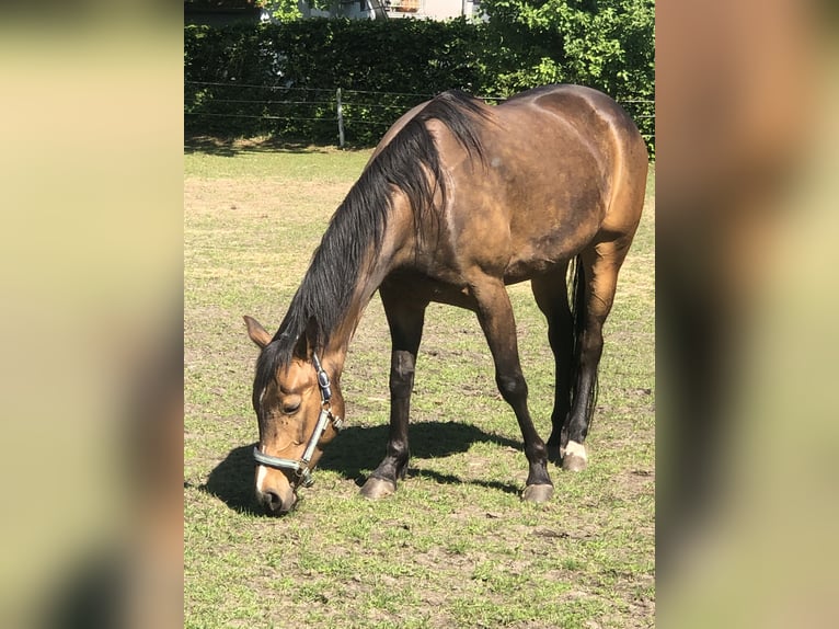 American Quarter Horse Giumenta 5 Anni 159 cm Pelle di daino in Dissen am Teutoburger Wald