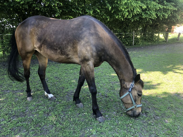 American Quarter Horse Giumenta 5 Anni 159 cm Pelle di daino in Dissen am Teutoburger Wald