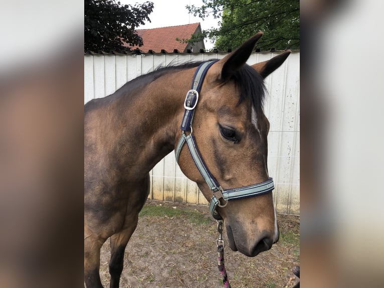 American Quarter Horse Giumenta 5 Anni 159 cm Pelle di daino in Dissen am Teutoburger Wald