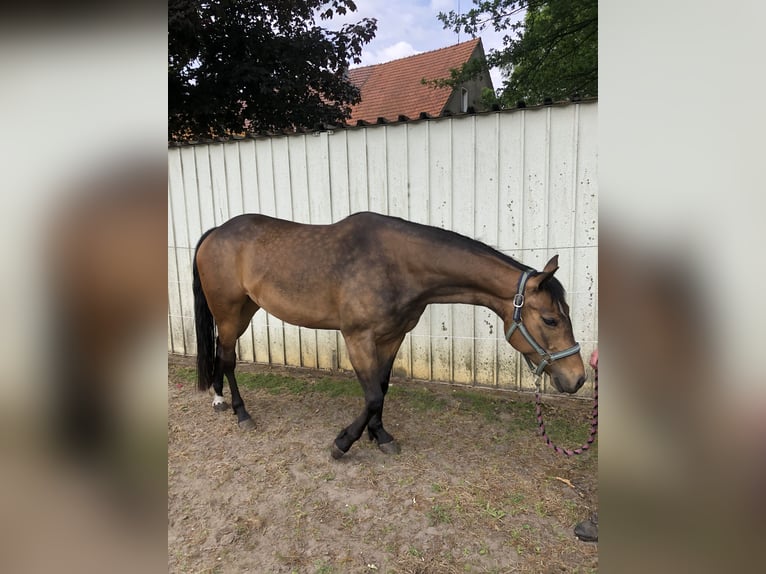 American Quarter Horse Giumenta 5 Anni 159 cm Pelle di daino in Dissen am Teutoburger Wald