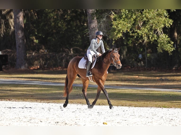 American Quarter Horse Giumenta 5 Anni 160 cm Baio ciliegia in Ocala