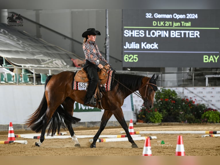 American Quarter Horse Giumenta 5 Anni 160 cm Baio in Schlüsselfeld