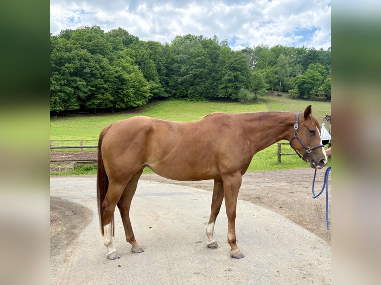 American Quarter Horse Giumenta 5 Anni 160 cm Sauro scuro in Floh-Seligenthal