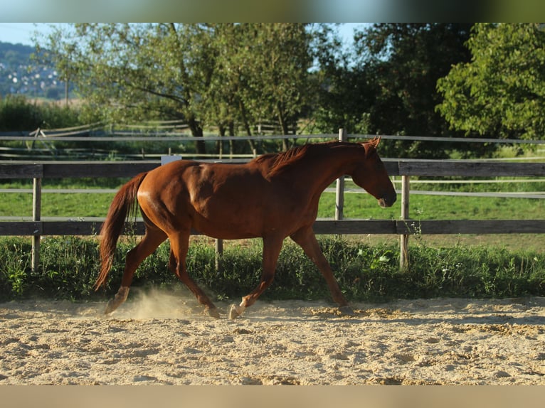 American Quarter Horse Mix Giumenta 5 Anni 162 cm Sauro in Waldshut-Tiengen