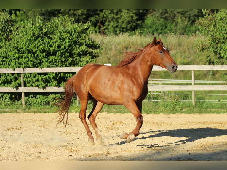 American Quarter Horse Mix Giumenta 5 Anni 162 cm Sauro in Waldshut-Tiengen