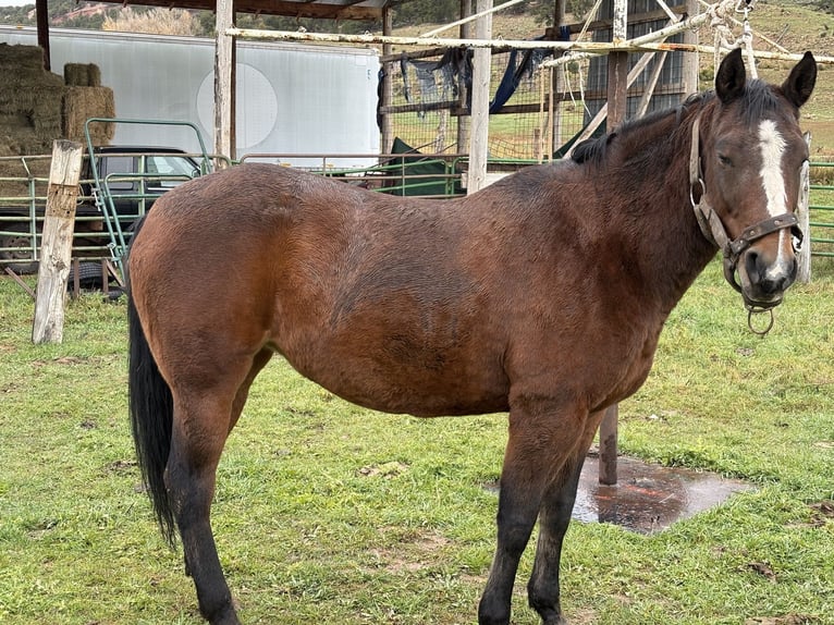 American Quarter Horse Giumenta 5 Anni 163 cm Baio ciliegia in Tabiona,Utah