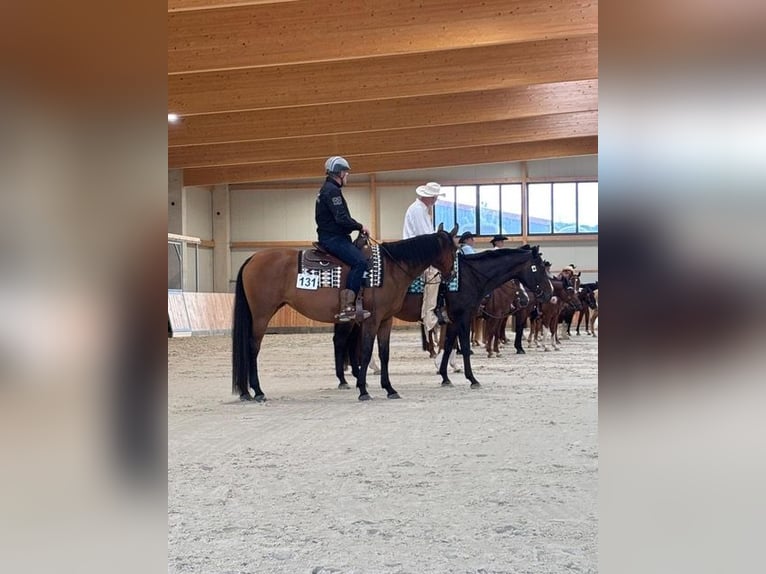 American Quarter Horse Giumenta 5 Anni 165 cm Baio in Steyerberg