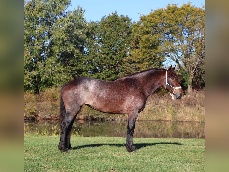 American Quarter Horse Mix Giumenta 5 Anni 165 cm Baio roano in Howell