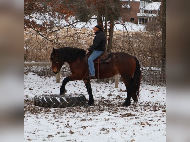 American Quarter Horse Mix Giumenta 5 Anni 165 cm Baio roano in Howell