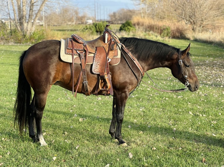 American Quarter Horse Giumenta 5 Anni Baio ciliegia in Zearing, IA