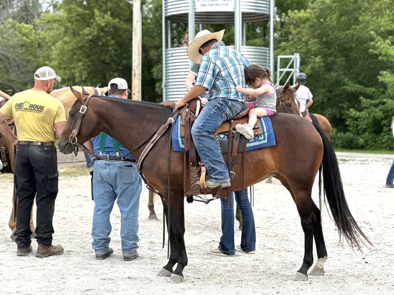 American Quarter Horse Giumenta 5 Anni Baio ciliegia in Zearing, IA