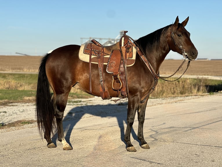 American Quarter Horse Giumenta 5 Anni Baio ciliegia in Zearing, IA