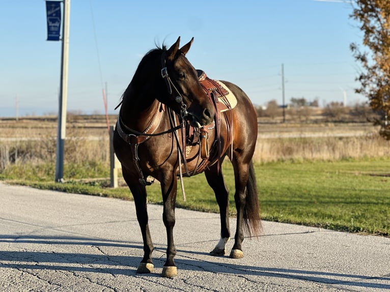 American Quarter Horse Giumenta 5 Anni Baio ciliegia in Zearing, IA