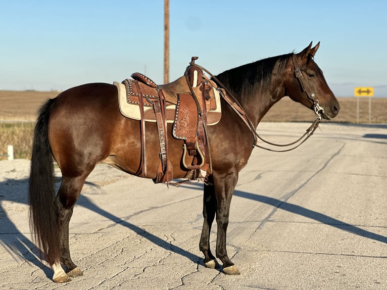 American Quarter Horse Giumenta 5 Anni Baio ciliegia in Zearing, IA