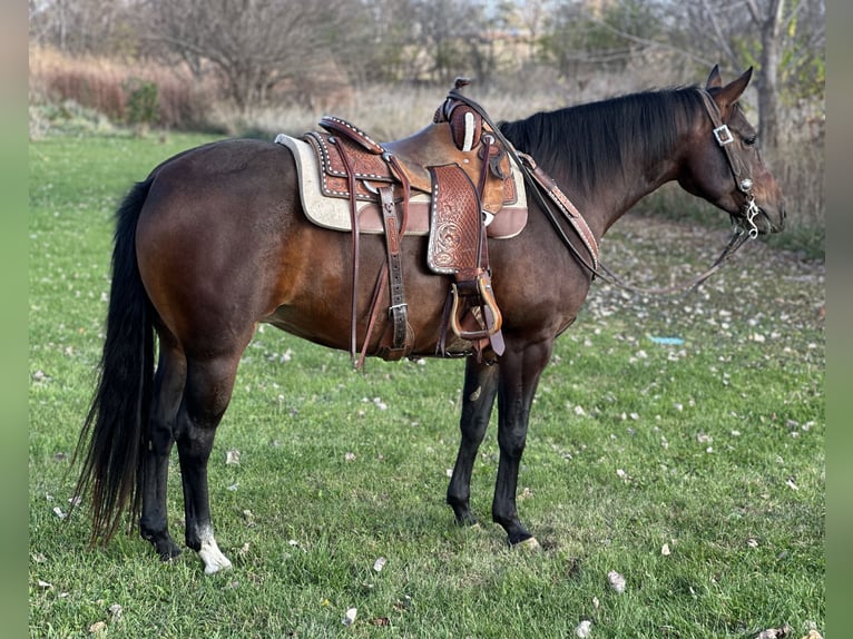 American Quarter Horse Giumenta 5 Anni Baio ciliegia in Zearing, IA