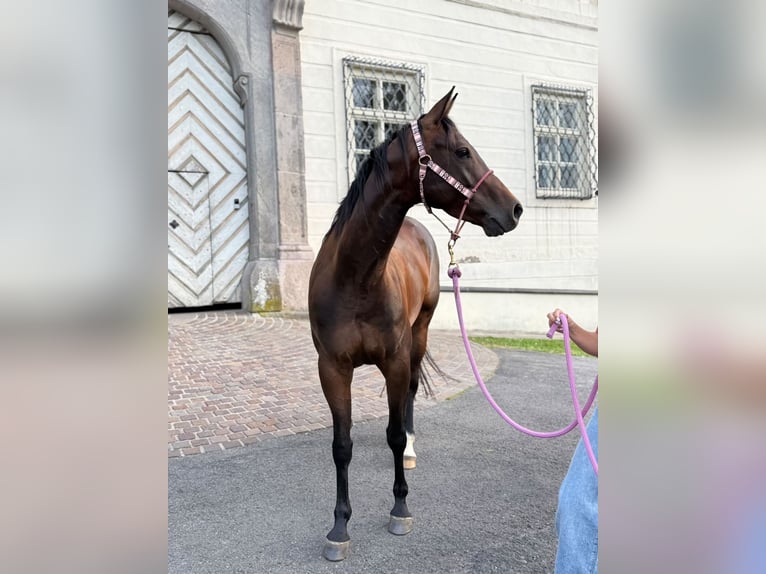 American Quarter Horse Giumenta 5 Anni Baio ciliegia in Banská Štiavnica