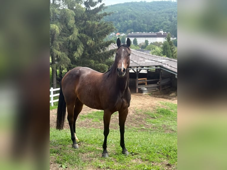 American Quarter Horse Giumenta 5 Anni Baio ciliegia in Banská Štiavnica