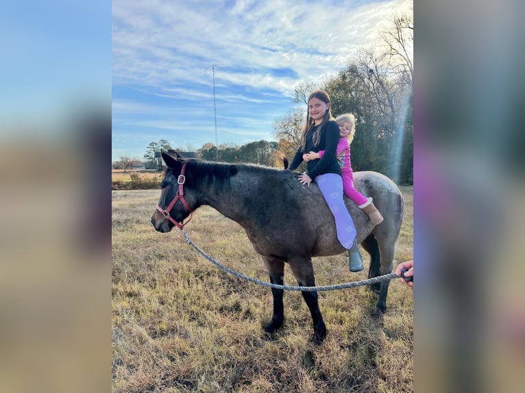 American Quarter Horse Giumenta 5 Anni Baio roano in Four Oaks