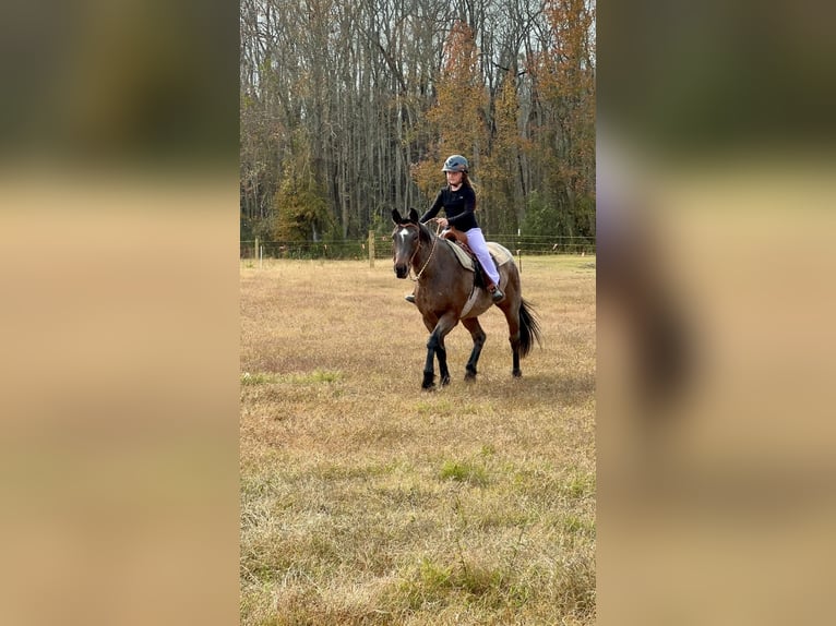 American Quarter Horse Giumenta 5 Anni Baio roano in Four Oaks
