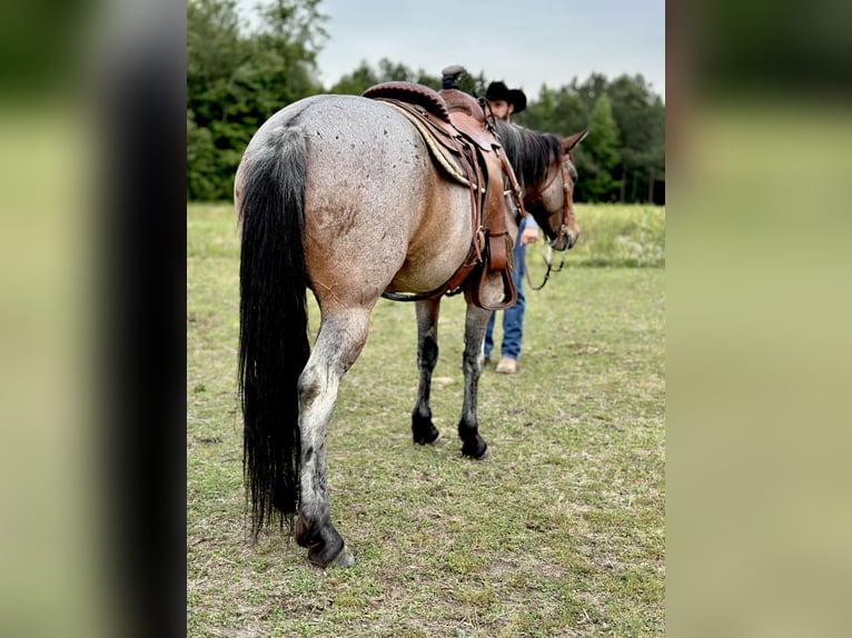 American Quarter Horse Giumenta 5 Anni Baio roano in Four Oaks