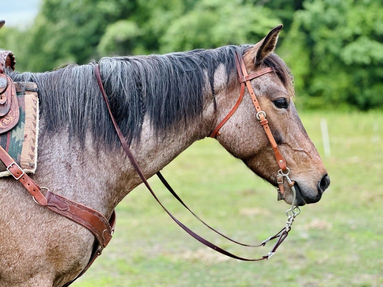 American Quarter Horse Giumenta 5 Anni Baio roano in Four Oaks