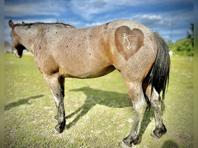 American Quarter Horse Giumenta 5 Anni Baio roano in Four Oaks