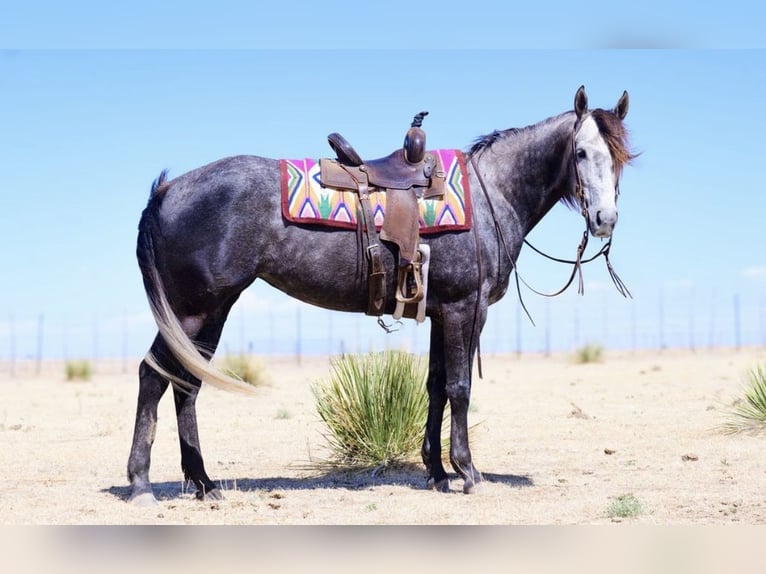American Quarter Horse Giumenta 5 Anni Grigio in Canyon