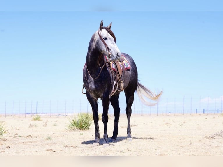 American Quarter Horse Giumenta 5 Anni Grigio in Canyon