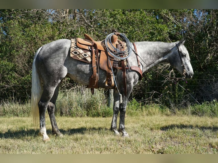 American Quarter Horse Giumenta 5 Anni Grigio in Corsica