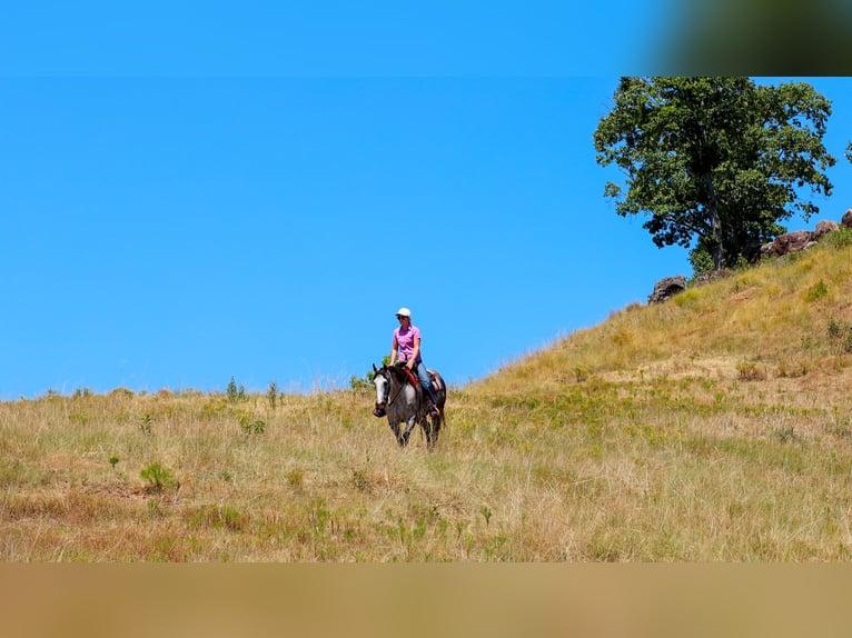 American Quarter Horse Giumenta 5 Anni Grigio in Quitman