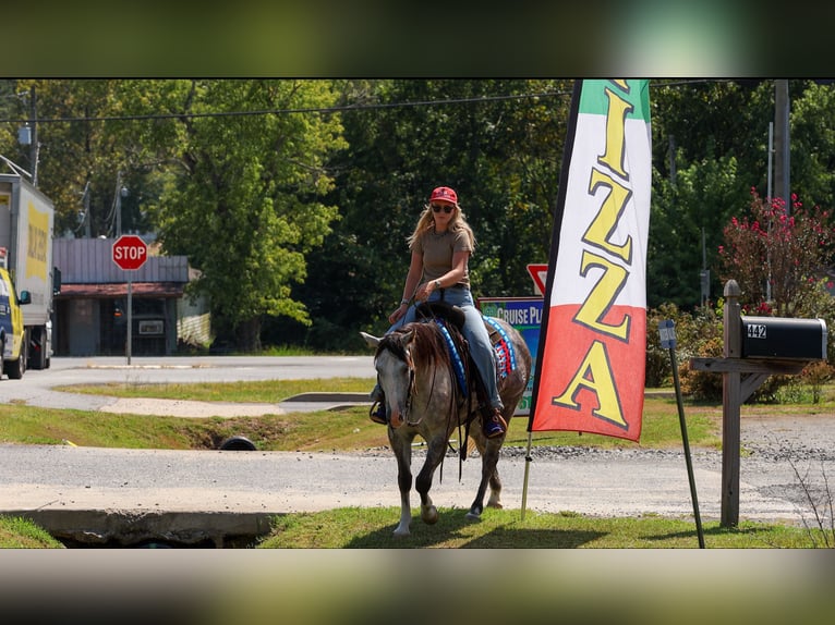 American Quarter Horse Giumenta 5 Anni Grigio in Quitman