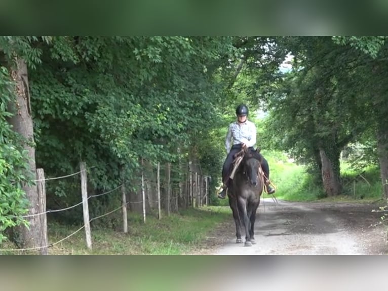 American Quarter Horse Giumenta 5 Anni Grullo in CAUMONT