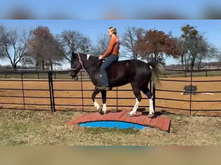 American Quarter Horse Giumenta 5 Anni Morello in weatherford VA