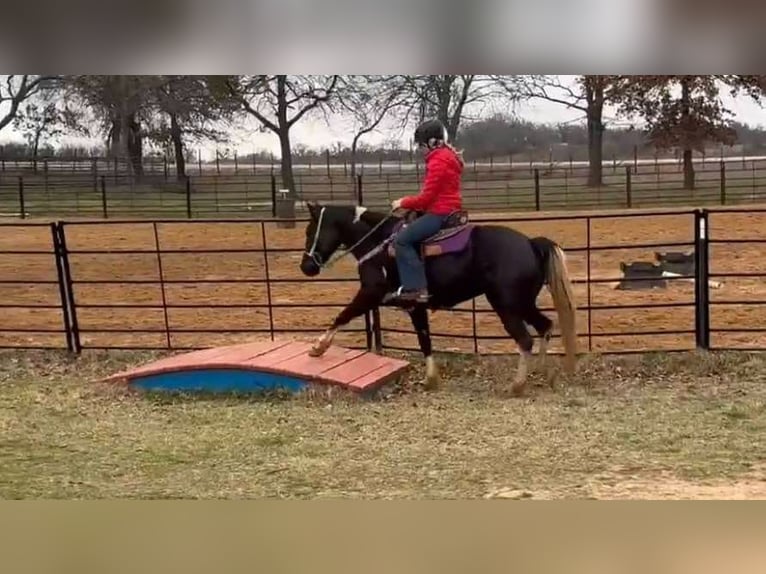 American Quarter Horse Giumenta 5 Anni Morello in weatherford VA