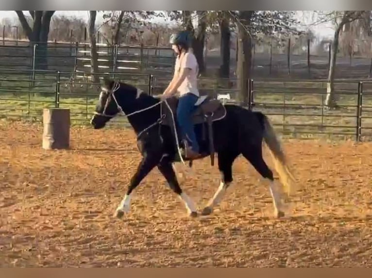 American Quarter Horse Giumenta 5 Anni Morello in weatherford VA