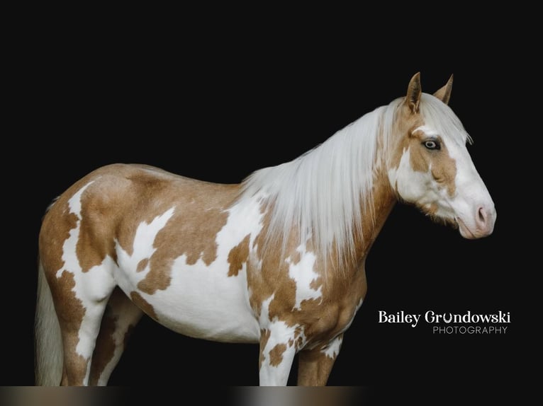 American Quarter Horse Giumenta 5 Anni Overo-tutti i colori in Everett PA