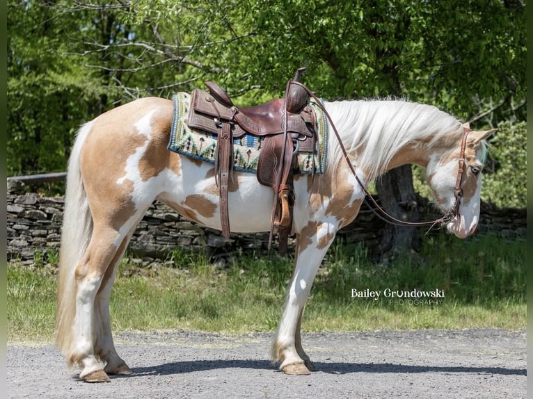 American Quarter Horse Giumenta 5 Anni Overo-tutti i colori in Everett PA