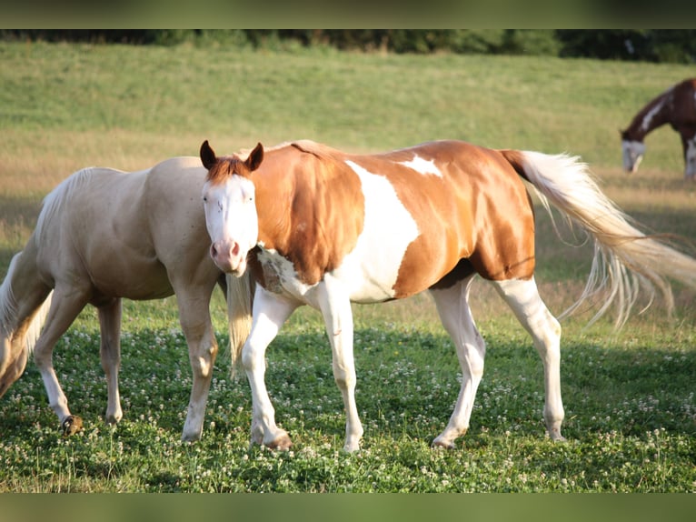 American Quarter Horse Giumenta 5 Anni Overo-tutti i colori in Petit-Tenquin