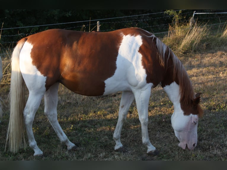 American Quarter Horse Giumenta 5 Anni Overo-tutti i colori in Petit-Tenquin